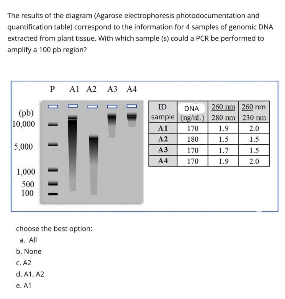 The results of the diagram (Agarose electrophoresis photodocumentation and
quantification table) correspond to the information for 4 samples of genomic DNA
extracted from plant tissue. With which sample (s) could a PCR be performed to
amplify a 100 pb region?
Al A2
АЗ А4
ID
DNA
260 nm 260 nm
(pb)
10,000
sample (ng/uL) 280 m 230 nm
A1
170
1.9
2.0
А2
180
1.5
1.5
5,000
АЗ
170
1.7
1.5
А4
170
1.9
2.0
1,000
500
100
choose the best option:
а. All
b. None
с. А2
d. A1, A2
е. А1
