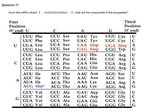 Question 11
Given this MRNA strand: 3' - AUGAGGAAGGUA - 5'; what are the components of the polypeptide?
First
Position
Third
Position
(3' end)
(5' end) U
A
G
UGU Cys
UUU Phe
UUC Phe
UCU Ser
UCC Ser
UCA Ser
UAU Tyr
UAC Tyr
UAA Stop
UAG Stop
|U
UGC Cys
UUA Leu
UUG Leu
UGA Stop |A
UGG Trp
U
G
CGU Arg
CGC Arg
CGA Arg
UCG Ser
CAU His
САС His
CAA Gln
CAG Gln
CUU Leu
CCU Pro
U
ССС Pro
CỤC Leu
CỦA Leu
CUG Leu
CCA Pro
A
CCG Pro
CGG Arg
G
U
AAU Asn
AAC Asn
AAA Lys
AAG Lys
GAU Asp
GAC Asp
GAA Glu
GAG Glu
AUU Ile
ACU Thr
АСС Thr
ACA Thr
ACG Thr
AGU Ser
AUC Ile
A
AUA Ile
AGC Ser
AGA Arg
A
AUG Met*
AGG Arg
G
GUU Val
GGU Gly
GCU Ala
GCC Ala
GCA Ala
GCG Ala
U
GGC Gly
GÚC Val
G
GUA Val
GGA Gly
|A
GUG Val
GGG Gly
G
