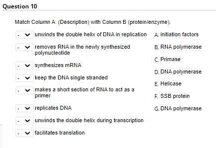 Question 10
Match Column A (Description) with Column B (protein/enzyme).
v unwinds the double helix of DNA in replication A. initiation factors
removes RNA in the newly synthesized
polynucleotide
B. RNA polymerase
C. Primase
v synthesizes MRNA
D. DNA polymerase
v keep the DNA single stranded
E. Helicase
makes a short section of RNA to act as a
primer
F. SSB protein
v replicates DNA
G. DNA polymerase
v unwinds the double helix during transcription
facilitates translation
>
