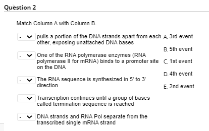 Quèstion 2
Match Column A with Column B.
pulls a portion of the DNA strands apart from each A 3rd event
other, exposing unattached DNA bases
B. 5th event
v One of the RNA polymerase enzymes (RNA
polymerase Il for MRNA) binds to a promoter site C. 1st event
on the DNA
D. 4th event
The RNA sequence is synthesized in 5' to 3
direction
E. 2nd event
Transcription continues until a group of bases
called termination sequence is reached
v DNA strands and RNA Pol separate from the
transcribed single MRNA strand
