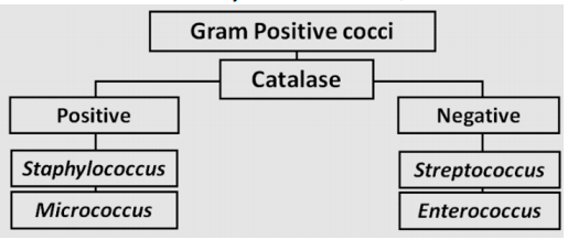 Gram Positive cocci
Catalase
Positive
Negative
Staphylococcus
Streptococcus
Micrococcus
Enterococcus
