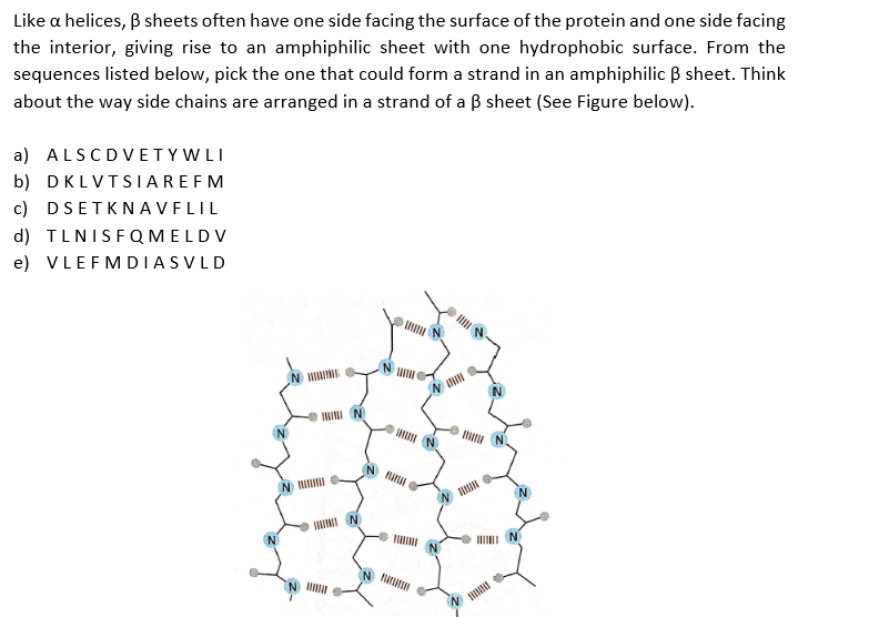Like a helices, B sheets often have one side facing the surface of the protein and one side facing
the interior, giving rise to an amphiphilic sheet with one hydrophobic surface. From the
sequences listed below, pick the one that could form a strand in an amphiphilic B sheet. Think
about the way side chains are arranged in a strand of a ß sheet (See Figure below).
a) ALSCDVETYWLI
b) DKLVTSIAREFM
c) DSETKNAVFLIL
d) TLNISFQMELDV
e) VLEFMDIASVLD
IINII
