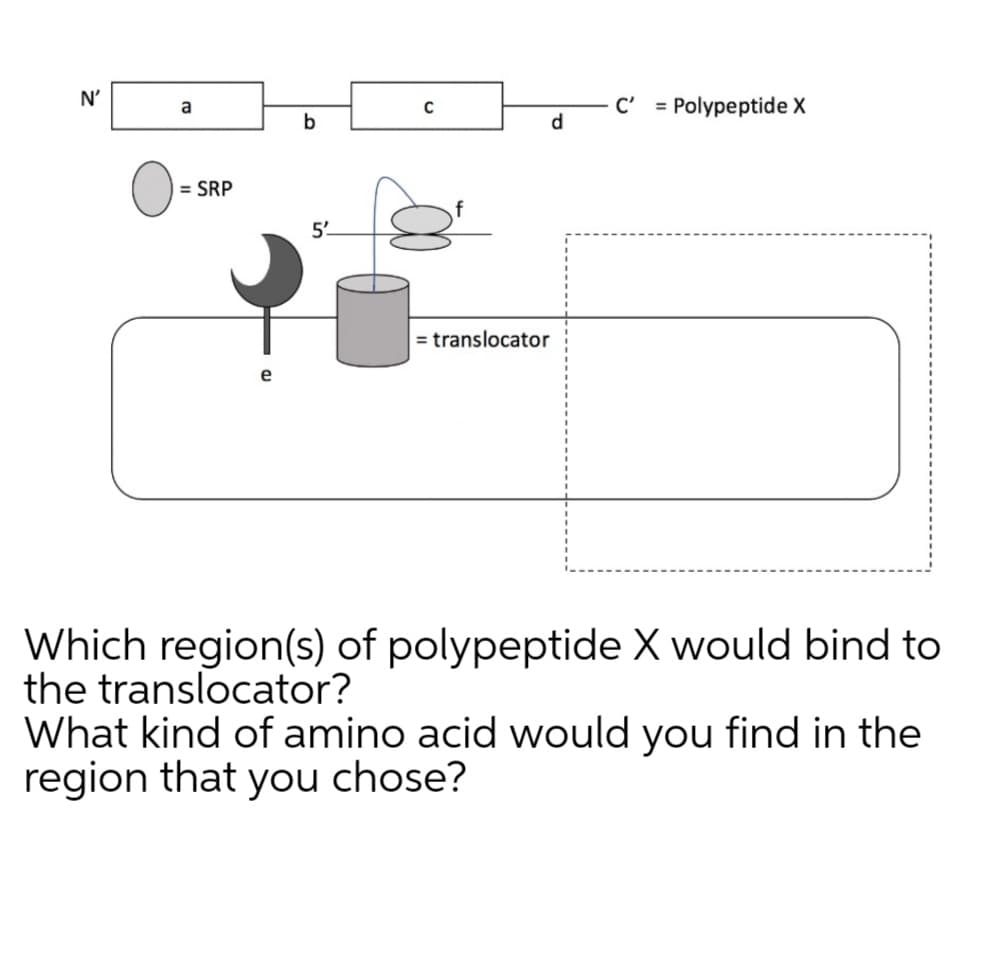 N'
C'
= Polypeptide X
a
d
= SRP
5'
= translocator
Which region(s) of polypeptide X would bind to
the translocator?
What kind of amino acid would you find in the
region that you chose?
