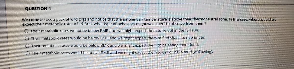 QUESTION 4
We come across a pack of wild pigs and notice that the ambient air temperature is above their thermoneutral zone. In this case, where would we
expect their metabolic rate to be? And, what type of behaviors might we expect to observe from them?
O Their metabolic rates would be below BMR and we might expect them to lie out in the full sun.
O Their metabolic rates would be below BMR and we might expect them ta find shade to nap under.
O Their metabolic rates would be below BMR and we might expect them to be eating more food.
Their metabolic rates would be above BMR and we might expect them to be rolling in mud (wallowing).
