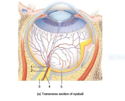 Fect
2.
3 4 5
(a) Transverse section of eyeball
