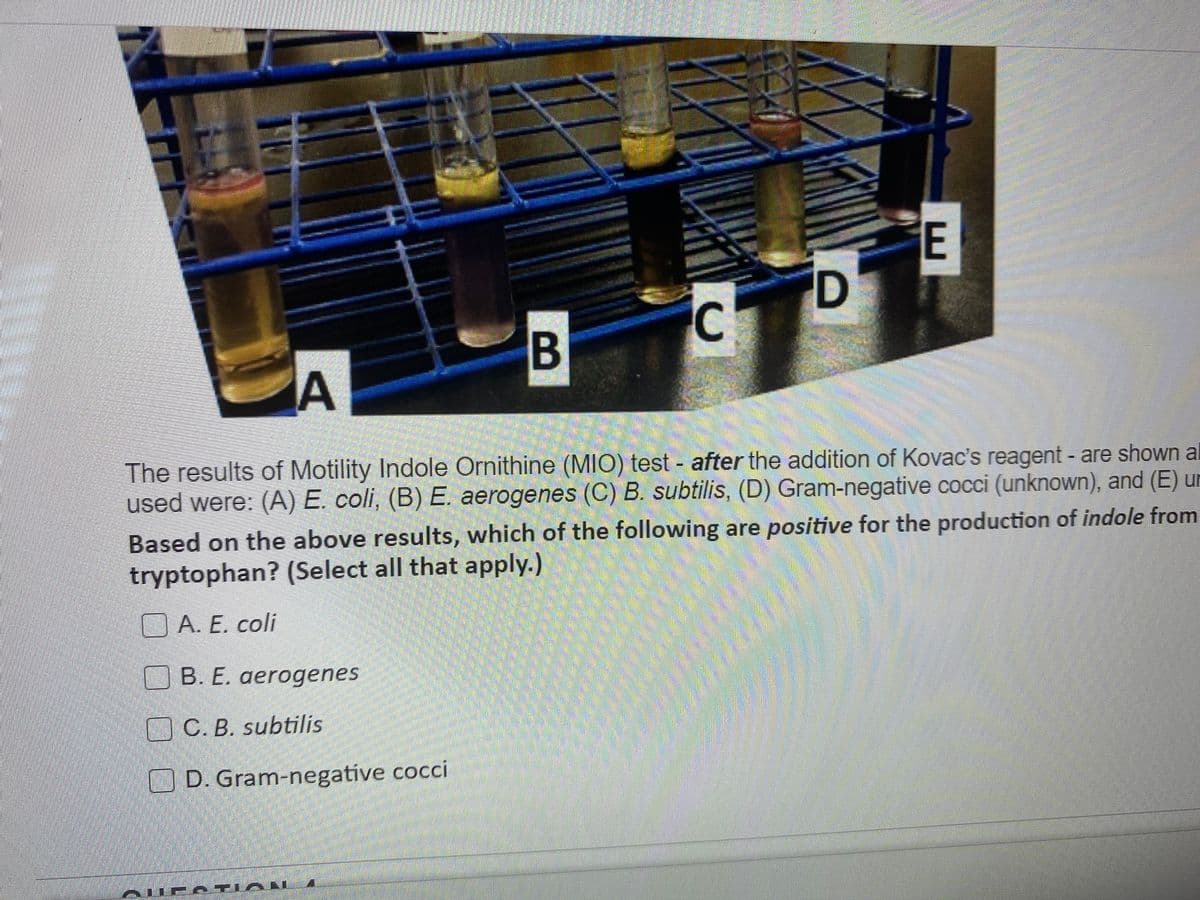 E
D
C
B
A
The results of Motility Indole Ornithine (MIO) test - after the addition of Kovac's reagent - are shown a
used were: (A) E. coli, (B) E. aerogenes (C) B. subtilis, (D) Gram-negative cocci (unknown), and (E) un
Based on the above results, which of the following are positive for the production of indole from
tryptophan? (Select all that apply.)
O A. E. coli
B. E. aerogenes
C. B. subtilis
OD. Gram-negative cocci
AuP ATIOAI
LEGO

