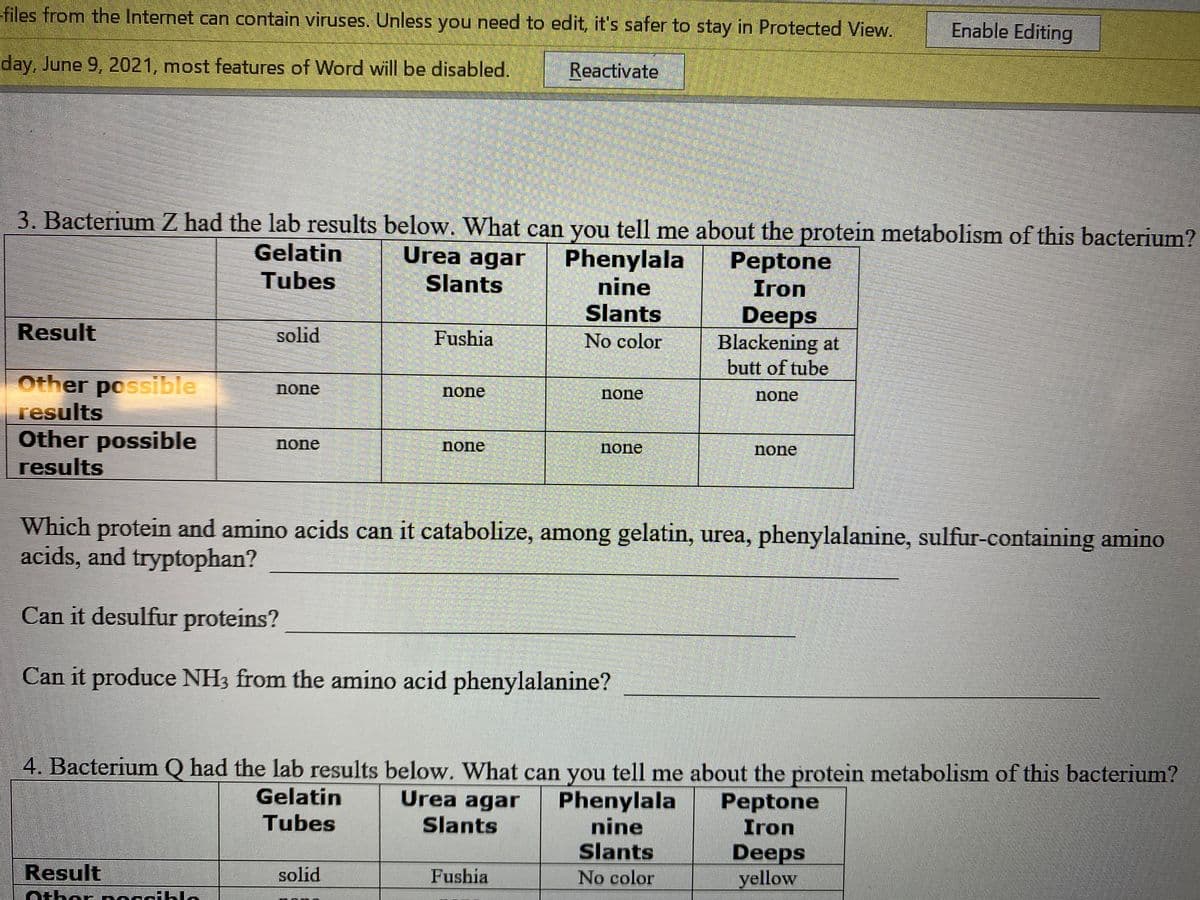 files from the Internet can contain viruses. Unless you need to edit, it's safer to stay in Protected View.
Enable Editing
day, June 9, 2021, most features of Word will be disabled.
Reactivate
3. Bacterium Z had the lab results below. What can you tell me about the protein metabolism of this bacterium?
Gelatin
Urea agar
Phenylala
nine
Slants
Peptone
Iron
Deeps
Blackening at
butt of tube
Tubes
Slants
Result
solid
Fushia
No color
Other possible
results
Other possible
results
none
none
none
none
none
none
none
none
Which protein and amino acids can it catabolize, among gelatin, urea, phenylalanine, sulfur-containing amino
acids, and tryptophan?
Can it desulfur proteins?
Can it produce NH3 from the amino acid phenylalanine?
4. Bacterium Q had the lab results below. What can you tell me about the protein metabolism of this bacterium?
Gelatin
Urea agar
Phenylala
nine
Slants
Peptone
Tubes
Slants
Iron
Deeps
yellow
Result
solid
Fushia
No color
Other noanihle
