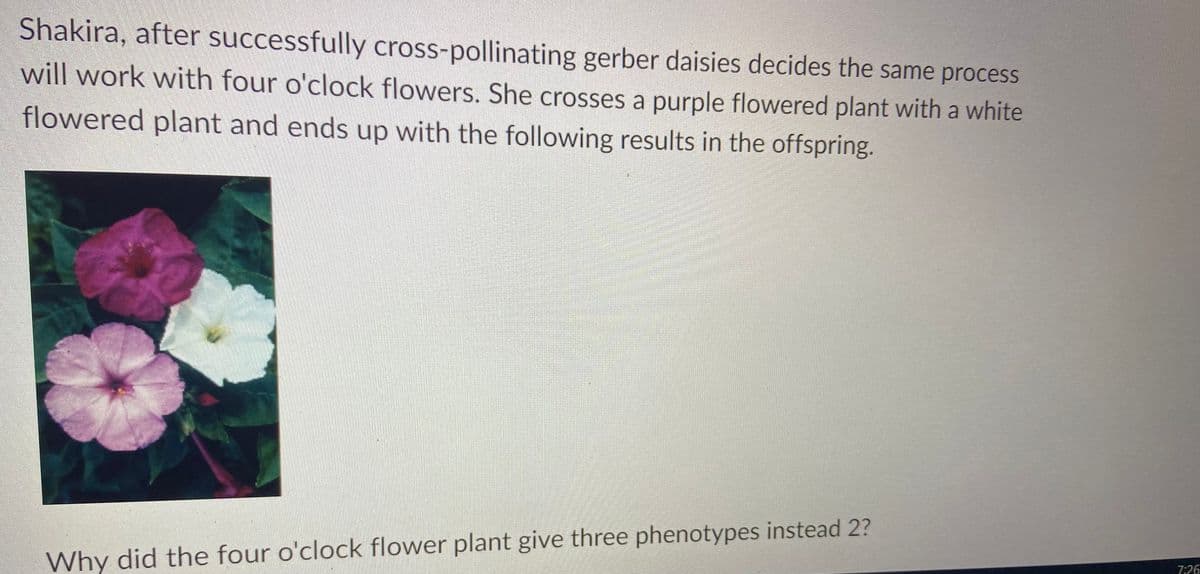 Shakira, after successfully cross-pollinating gerber daisies decides the same process
will work with four o'clock flowers. She crosses a purple flowered plant with a white
flowered plant and ends up with the following results in the offspring.
Why did the four o'clock flower plant give three phenotypes instead 2?
7:26