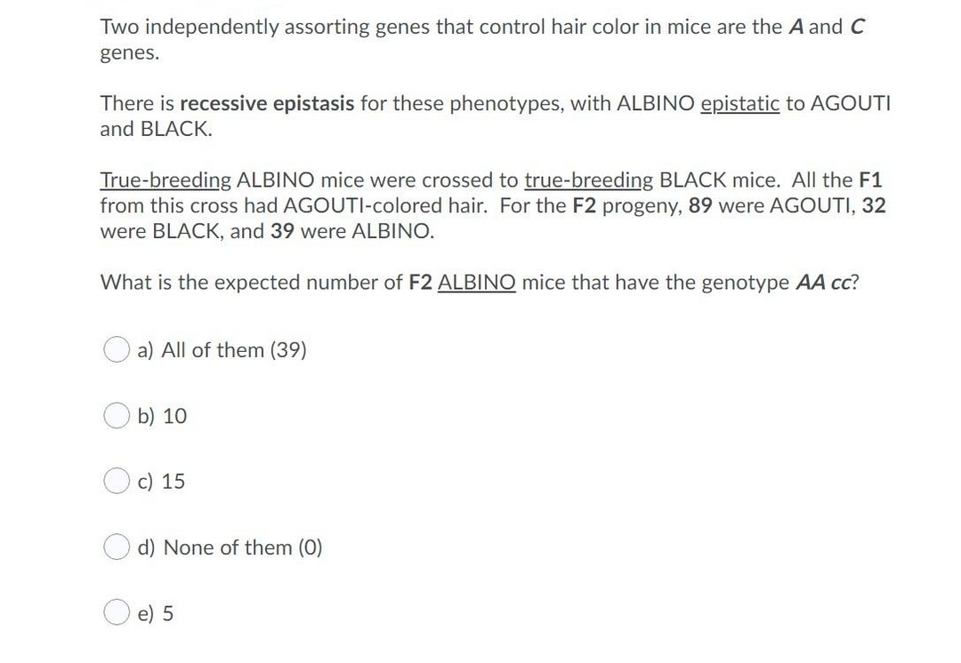 Two independently assorting genes that control hair color in mice are the A and C
genes.
There is recessive epistasis for these phenotypes, with ALBINO epistatic to AGOUTI
and BLACK.
True-breeding ALBINO mice were crossed to true-breeding BLACK mice. All the F1
from this cross had AGOUTI-colored hair. For the F2 progeny, 89 were AGOUTI, 32
were BLACK, and 39 were ALBINO.
What is the expected number of F2 ALBINO mice that have the genotype AA cc?
a) All of them (39)
b) 10
c) 15
d) None of them (0)
e) 5
