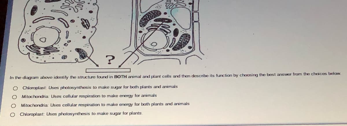 In the diagrarm above identify the structure found in BOTH animal and plant cells and then describe its function by choosing the best answer from the choices below.
O Chloroplast: Uses photosynthesis to make sugar for both plants and animals
Mitochondria Uses cellular respiration to make energy for animals
Mitochondria Uses cellular respiration to make energy for both plants and animals
O Chloroplast: Uses photosynthesis to make sugar for plants
00 0 0
