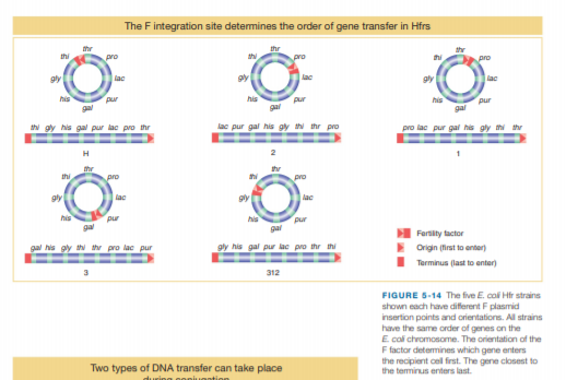 The F integration site detemines the order of gene transfer in Hfrs
thr
thr
thi
thr
thi
pro
pro
pro
gly
lac
lac
his
pur
his
pur
his
pur
gal
gal
th gy his gal pur lac pro thr
lac pur gal his gl tN thr pro
pro lac pur gal his gly hi th
H
the
thi
pro
thi
pro
lac
lac
his
pur
hi
pur
ga
gai
H Fartity tactor
I Origin (first to enter)
I Terminus (last to enter)
gal his gy th thr pro lac pur
gly his gal pur lac pro thr thi
312
FIGURE 5-14 The five E. col Hir strains
shown each have different F plasmid
insertion points and orientations. All strains
have the same order of genes on the
E col chromosome. The orientation of the
F factor determines which gene enters
the recipient cell frst. The gene closest to
Two types of DNA transfer can take place
the teminus enters last.
