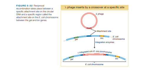 FIGURE 5-32 Reciprocal
recombination takes place between a
specific attachment site on the cirauar
DNA and a specifc region caled the
attachment site on the E coli chromosome
A phage inserts by a crossover at a specific site
A phage
between the gal and bio genes.
Attachment site
E col
bio
chromosome
Integration enzymes
integlated inlo E. cog chromosome
E. coll chromosome
