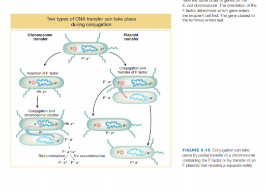 E coli chromosome. The orientation of the
F factor detemines which gene enters
the recipient cel first. The gene closest to
the terminus enters last.
Two types of DNA transfer can take place
during conjugation
Chromosome
transfer
Plasmid
transfer
F'a
Conjugation and
transter of F tactor
Insertion of F tactor
FO
Hr a
Conjugation and
chromosome transfer
aHtr a
FO
Fa
FIGURE 5-15 Conjugation can take
place by partial transfer of a chromosome
containing the F factor or by transfer of an
F plasmid that remains a separate entity.
Farla
Recombination/ No recombination
Fa Fa
F'a
