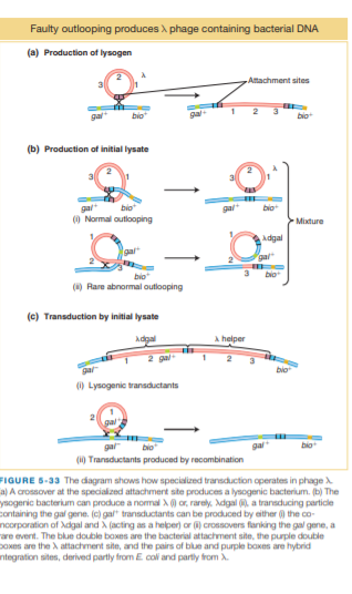 Faulty outlooping produces A phage containing bacterial DNA
(a) Production of lysogen
Attachment sites
gal
bio
gal
bio
(b) Production of initial lysate
gal
(0 Normal outlooping
bio
bio
Mixture
Adgal
gal
gal
bio
bio
() Rare abnormal outlooping
(c) Transduction by initial lysate
Adgal
A helper
bio
() Lysogenic transductants
bio
(1) Transductants produced by recombination
gal
gal
bio
FIGURE 5-33 The diagram shows how specialized transduction operates in phage
a) A crossover at the specialzed attachment site produces a lysogenic bacterium. (b) The
ysogenic bacterium can produce a nomal A or, rarely, Adgal , a transducing particle
containing the gal gene. (c) gal" transductants can be produced by either ) the co-
ncorporation of Xdgal and X (acting as a helper) or () crossovers fanking the gal gene, a
are event. The blue double boxes are the bacterial attachment site, the purple double
poxes are the A attachment site, and the pairs of blue and purple baxes are hybrid
ntegration sites, derived partly from E coli and partly from .
