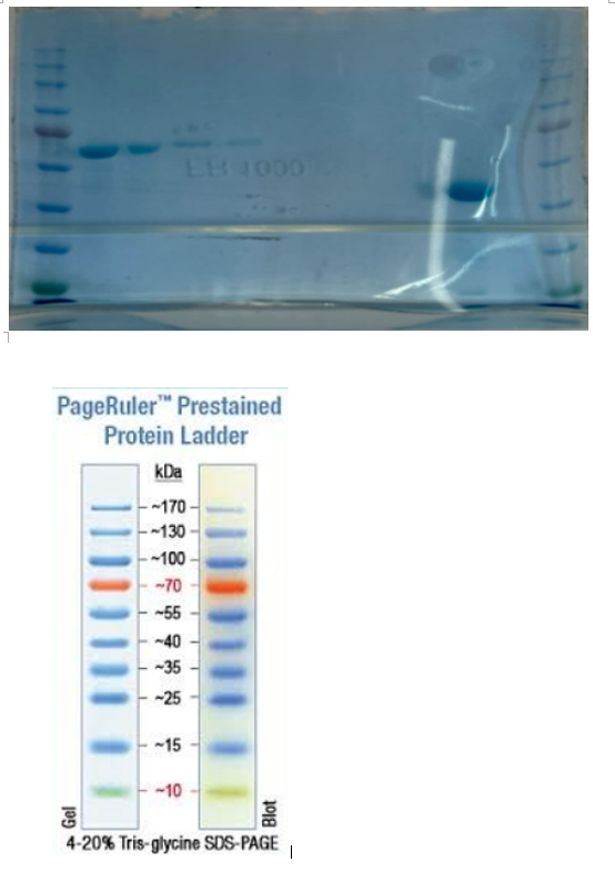 00OF H
PageRuler" Prestained
Protein Ladder
kDa
~170
-130
100
-70
-55
-40
-35
-25
15
-10
4-20% Tris-glycine SDS-PAGE
Blot
