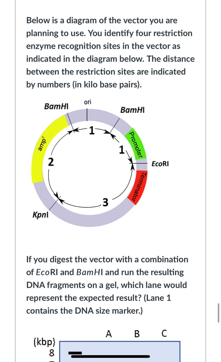 Below is a diagram of the vector you are
planning to use. You identify four restriction
enzyme recognition sites in the vector as
indicated in the diagram below. The distance
between the restriction sites are indicated
by numbers (in kilo base pairs).
ori
ВатHI
ВатHI
2
ЕcoRI
Kpnl
If you digest the vector with a combination
of EcoRI and BamHI and run the resulting
DNA fragments on a gel, which lane would
represent the expected result? (Lane 1
contains the DNA size marker.)
А В с
(kbp)
8
Promoter
