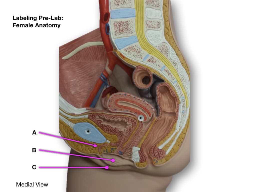 Labeling Pre-Lab:
Female Anatomy
A
B
C
Medial View
M
Rece