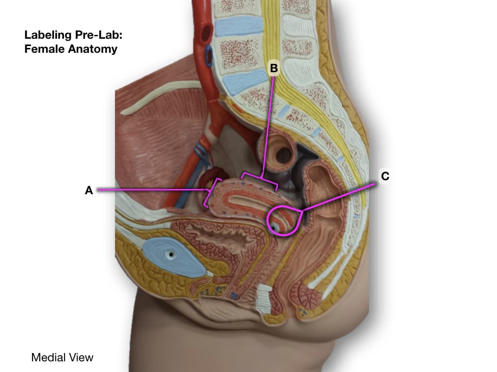 Labeling Pre-Lab:
Female Anatomy
A
Medial View
B
C