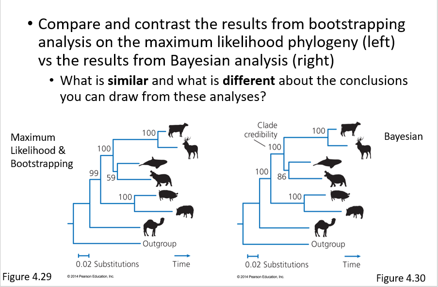 • Compare and contrast the results from bootstrapping
analysis on the maximum likelihood phylogeny (left)
vs the results from Bayesian analysis (right)
• What is similar and what is different about the conclusions
you can draw from these analyses?
Maximum
Likelihood &
Bootstrapping
Figure 4.29
100
99
59
100
0.02 Substitutions
©2014 Pearson Education, Inc.
100
Outgroup
Time
Clade
credibility
100
100
86
100
0.02 Substitutions
©2014 Pearson Education, Inc.
100
Outgroup
Time
Bayesian
Figure 4.30