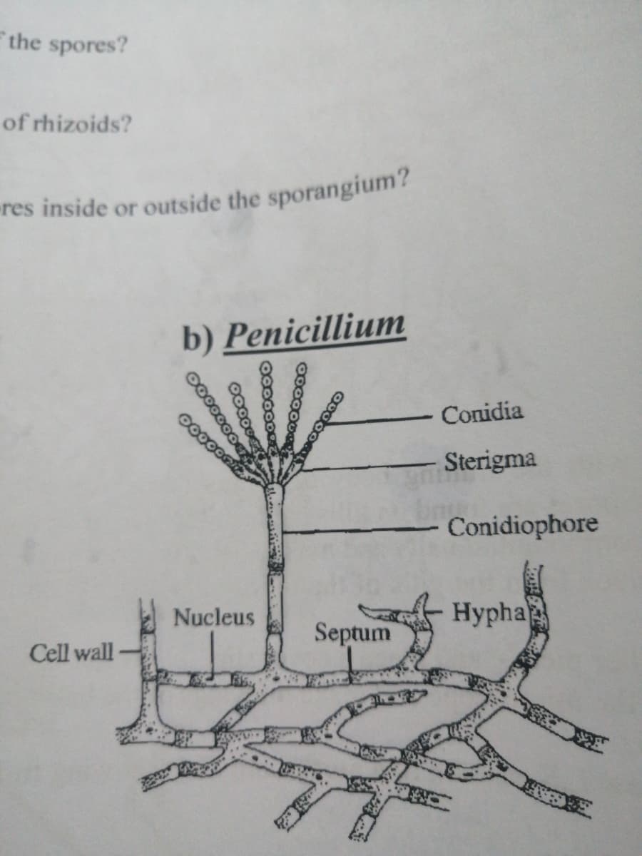 the spores?
of rhizoids?
b) Penicillium
Conidia
Sterigma
Conidiophore
Nucleus
Hypha
Cell wall
Septum
