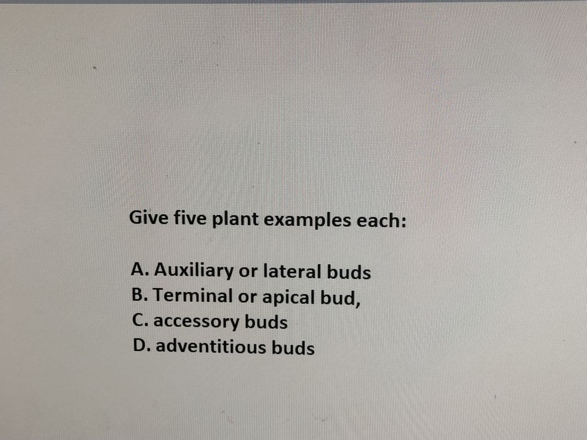 Give five plant examples each:
A. Auxiliary or lateral buds
B. Terminal or apical bud,
C. accessory buds
D. adventitious buds
