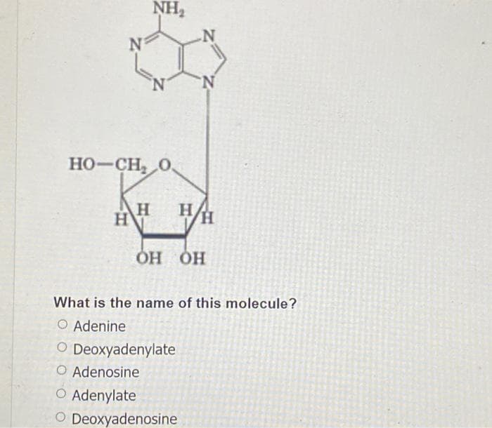 N
NH₂
H
N
HO–CH, 0
H H
N
H
OH OH
What is the name of this molecule?
O Adenine
O Deoxyadenylate
O Adenosine
O Adenylate
O Deoxyadenosine
