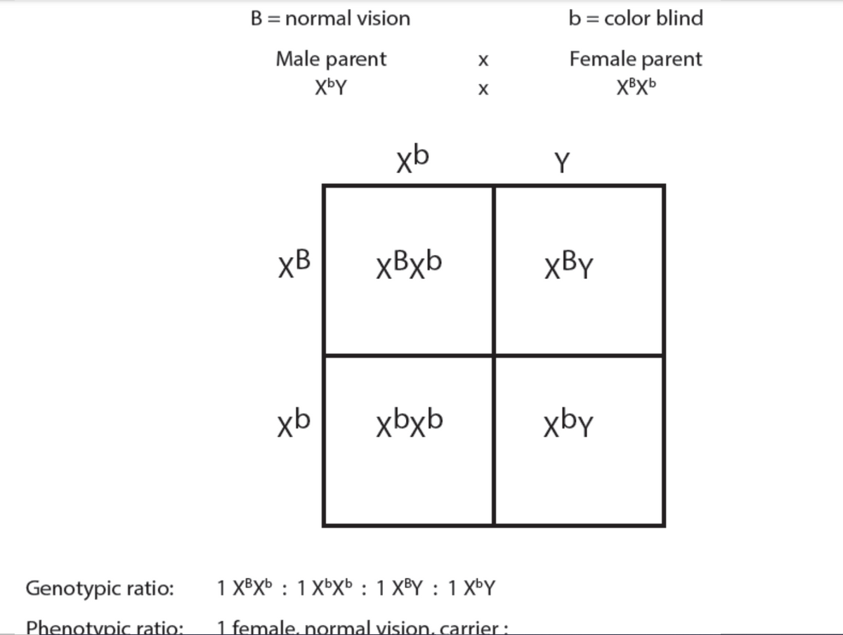 B = normal vision
b= color blind
Male parent
Female parent
XbY
xb
Y
XB
xBxb
xBy
xb
xbxb
xby
Genotypic ratio:
1 XBXb : 1Xxb : 1 XBY : 1 XbY
Phenotypic ratio:
1 female, normal vision, carrier :
