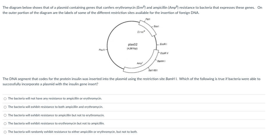 The diagram below shows that of a plasmid containing genes that confers erythromycin (ErmR) and ampicillin (Amp) resistance to bacteria that expresses these genes. On
the outer portion of the diagram are the labels of some of the different restriction sites available for the insertion of foreign DNA.
Psti
Scal
Erm*
plas02
EcoRI
(4,381bp)
Pull
EcoR V
BamHI
Amp
Sall 651
The DNA segment that codes for the protein insulin was inserted into the plasmid using the restriction site BamH I. Which of the following is true if bacteria were able to
successfully incorporate a plasmid with the insulin gene insert?
O The bacteria will not have any resistance to ampicillin or erythromycin.
The bacteria will exhibit resistance to both ampicilin and erythromycin.
The bacteria will exhibit resistance to ampicili but not to erythromycin.
The bacteria will exhibit resistance to erythromycin but not to ampicillin.
The bacteria will randomly exhibit resistance to either ampicillin or erythromycin, but not to both.
