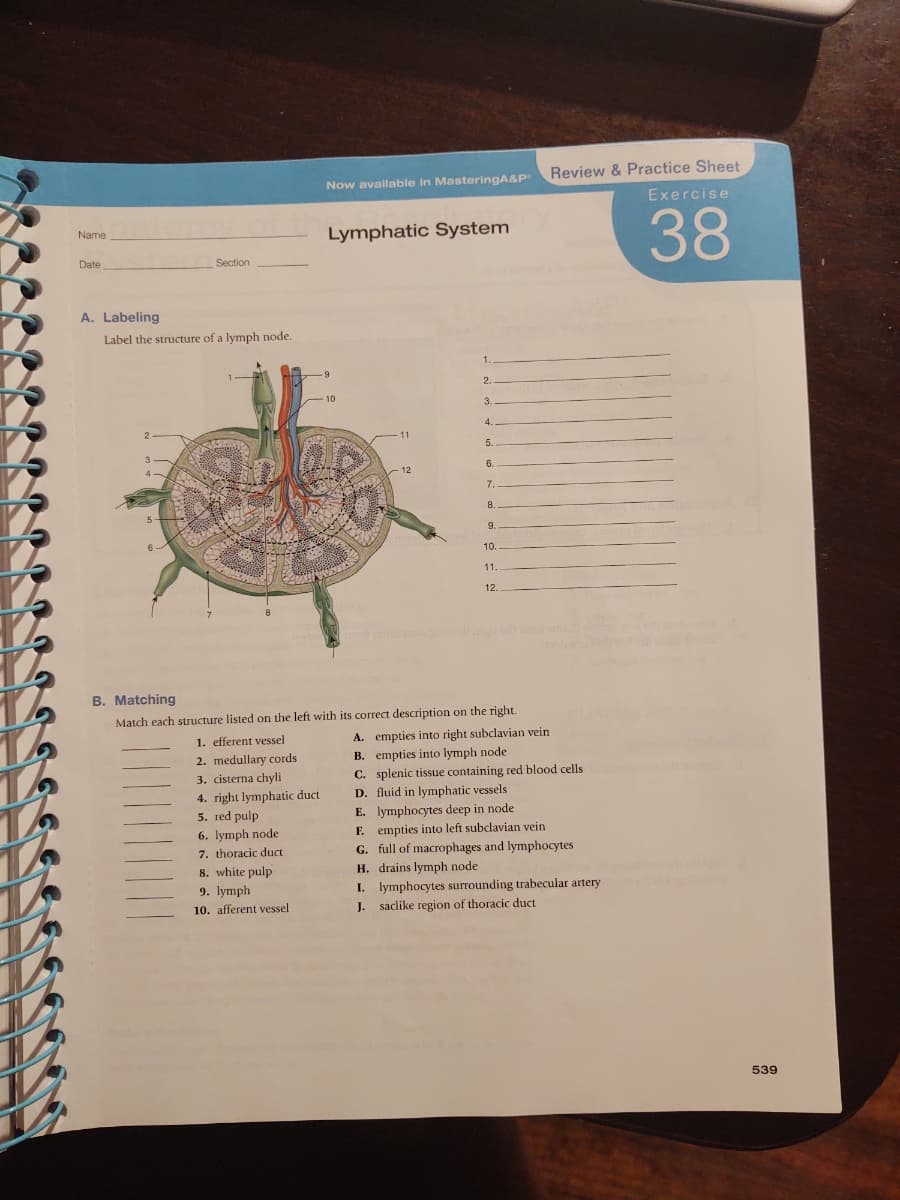 Review & Practice Sheet
Now avallable in MasteringA&P
Exercise
38
Name
Lymphatic System
Date
Section
A. Labeling
Label the structure of a lymph node.
1.
2.
10
3
4.
5.
6.
12
7
9.
10.
11.
12.
B. Matching
Match each structure listed on the left with its correct description on the right.
1. efferent vessel
2. medullary cords
3. cisterna chyli
4. right lymphatic duct
5. red pulp
A. empties into right subclavian vein
B. empties into lymph node
C. splenic tissue containing red blood cells
D. fluid in lymphatic vessels
E. lymphocytes deep in node
6. lymph node
7. thoracic duct
8. white pulp
9. lymph
F. empties into left subclavian vein
G. full of macrophages and lymphocytes
H. drains lymph node
I. lymphocytes surrounding trabecular artery
J. saclike region of thoracic duct
10. afferent vessel
539
