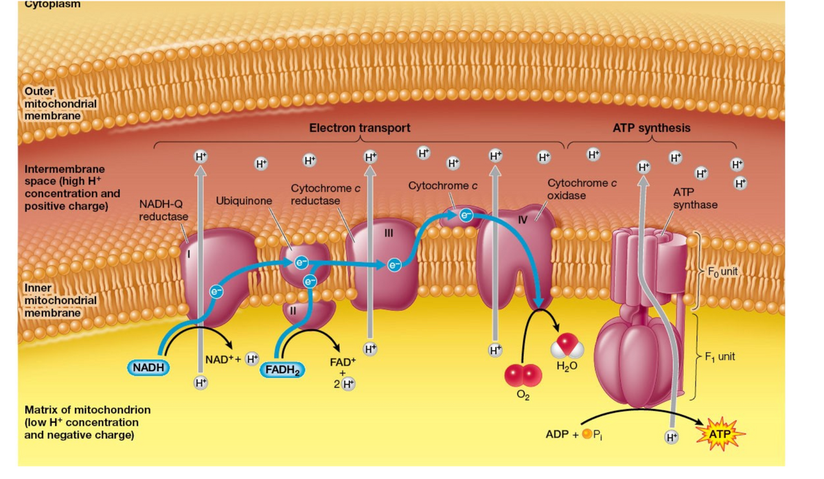 Сyтоpiasm
Outer
mitochondrial
membrane
Electron transport
ATP synthesis
H*
H+
H+
H*
H+
H*
H*
„H
H*
H*
H*
Intermembrane
H*
+H
space (high H+
concentration and
Cytochrome c
oxidase
Cytochrome c
H*
Cytochrome c
reductase
АТР
Ubiquinone
NADH-Q
reductase
synthase
positive charge)
IV
II
e-
Fo unit
Inner
mitochondrial
membrane
H*
H*
NAD++ H*
F, unit
FAD+
NADH
FADH2
H20
+
2 H
Matrix of mitochondrion
(low Ht concentration
and negative charge)
ADP +
ATP
