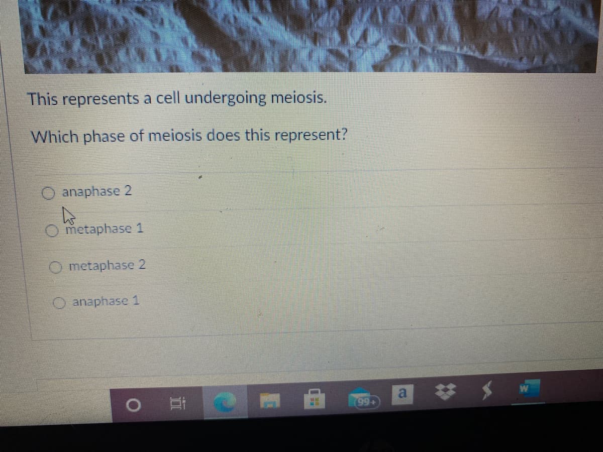 This represents a cell undergoing meiosis.
Which phase of meiosis does this represent?
anaphase 2
Ometaphase 1
metapliase 2
anaphase 1
a
99+
