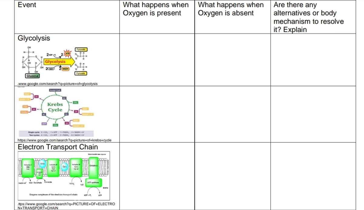 Are there any
alternatives or body
mechanism to resolve
Event
What happens when
Oxygen is present
What happens when
Oxygen is absent
it? Explain
Glycolysis
OH
Pyruvate
2
Glycolysis
OH
OH
OH
-C-H
2 NADH
Pyruvate
Glucose
www.google.com/search?q=picture+of+glycolysis
Acetyl Co
Krebs
Cycle
FADH
co.
Single cycle: 2 co, : 1ATP: 1FADH, : 3NADH
Twe cycles:4 co, : 2ATP: 2 FADH,:NADH H
https://www.google.com/search?q=picture+of+krebs+cydcle
Electron Transport Chain
ATP sytha
AD An S Pm
Eruyene compleen of the electron transport chain
ADP
ATP
.ttps://www.google.com/search?q=PICTURE+OF+ELECTRO
N+TRANSPORT+CHAIN
