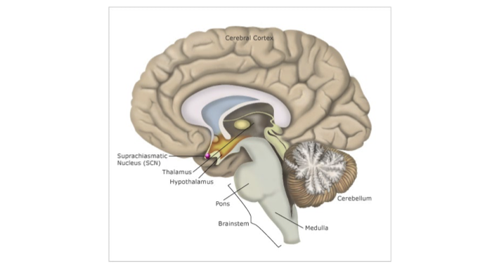 Suprachiasmatic-
Nucleus (SCN)
Thalamus-
Hypothalamus
Cerebral Cortex
Pons
Brainstem
Medulla
Cerebellum