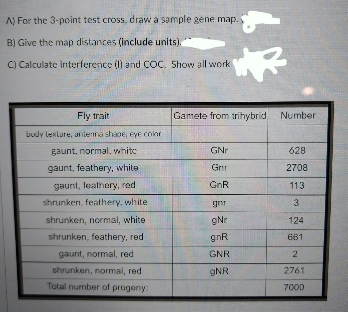 A) For the 3-point test cross, draw a sample gene map.
B) Give the map distances (include units).
C) Calculate Interference (I) and COC. Show all work
Fly trait
body texture, antenna shape, eye color
gaunt, normal, white
gaunt, feathery, white
gaunt, feathery, red
shrunken, feathery, white
shrunken, normal, white
shrunken, feathery, red
gaunt, normal, red
shrunken, normal, red
Total number of progeny:
Gamete from trihybrid
GNr
Gnr
GnR
gnr
gNr
gnR
GNR
gNR
Number
628
2708
113
3
124
661
2
2761
7000