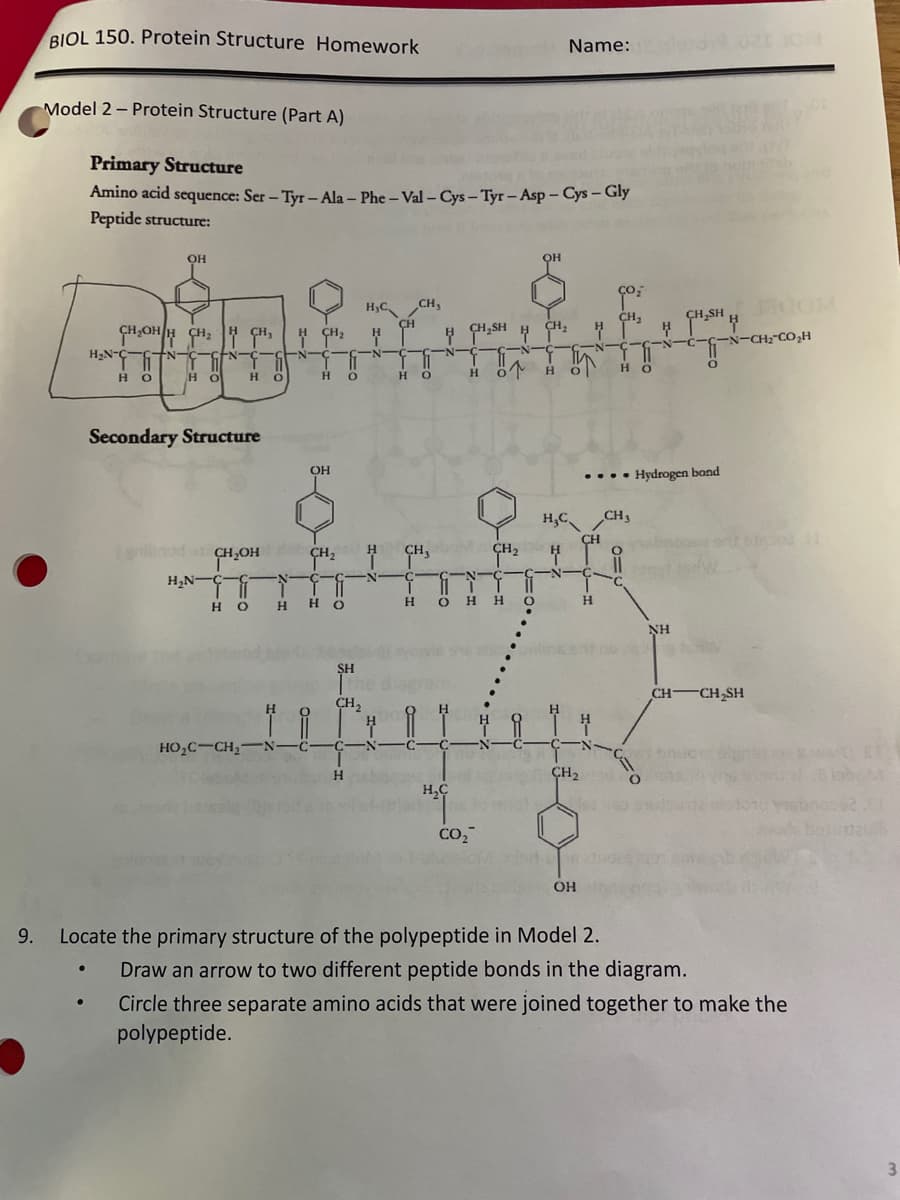 BIOL 150. Protein Structure Homework
Model 2 - Protein Structure (Part A)
•
Primary Structure
Amino acid sequence: Ser - Tyr-Ala-Phe-Val-Cys-Tyr-Asp - Cys - Gly
Peptide structure:
OH
CH₂OHH CH₂ CH₂
N- GEN-
IT
HO
H₂N-C -6₁7-
HO
T
H O
Secondary Structure
1gnbod at CH₂OH
H₂N-
но
H
H
HO,C—CH,… N
-N
с
CH₂ H
H O
OH
H₂C
CH, H
T
H O
SH
Th
CH₂
-C-N-
H
CH
CH,
HO
CH,
H O
H₂C
CH,SHA
H
H
CO₂
ö
CH₂
H O
ОН
CH₂
H
Name:ad
H₂C
H
H
O
CH₂
OH
CH
H
Н
.... Hydrogen bond
60
9. Locate the primary structure of the polypeptide in Model 2.
HO
CH₂
CH₂SH
NH
C-N-CH2-CO H
---
CH-CH₂SH
Draw an arrow to two different peptide bonds in the diagram.
Circle three separate amino acids that were joined together to make the
polypeptide.
3
