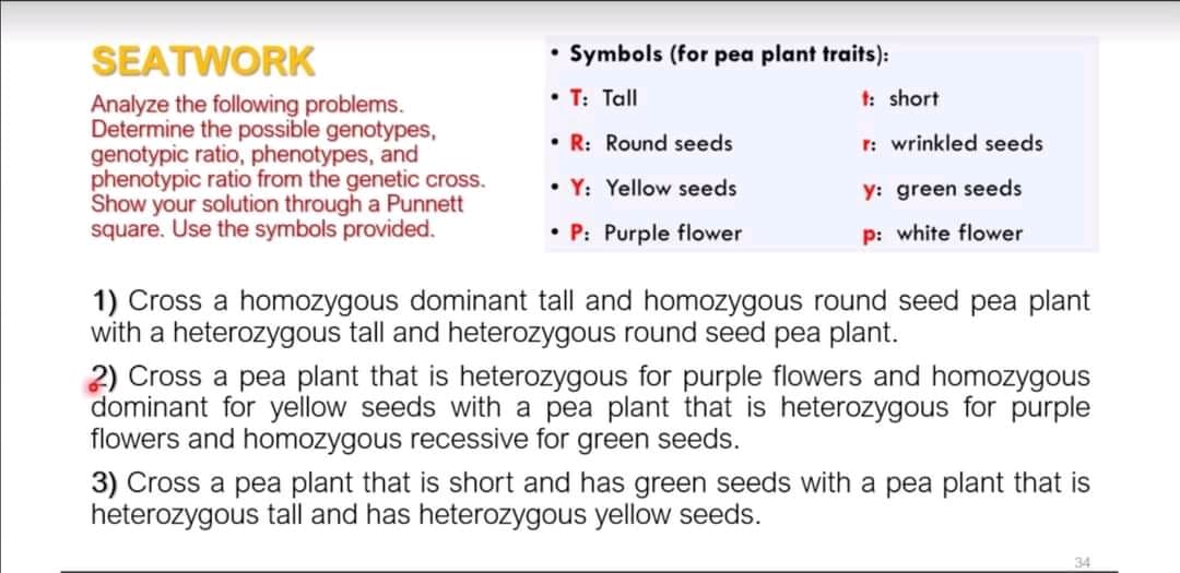 SEATWORK
Symbols (for pea plant traits):
• T: Tall
t: short
Analyze the following problems.
Determine the possible genotypes,
genotypic ratio, phenotypes, and
phenotypic ratio from the genetic cross.
Show your solution through a Punnett
square. Use the symbols provided.
• R: Round seeds
r: wrinkled seeds
• Y: Yellow seeds
y: green seeds
• P: Purple flower
p: white flower
1) Cross a homozygous dominant tall and homozygous round seed pea plant
with a heterozygous tall and heterozygous round seed pea plant.
2) Cross a pea plant that is heterozygous for purple flowers and homozygous
dominant for yellow seeds with a pea plant that is heterozygous for purple
flowers and homozygous recessive for green seeds.
3) Cross a pea plant that is short and has green seeds with a pea plant that is
heterozygous tall and has heterozygous yellow seeds.
