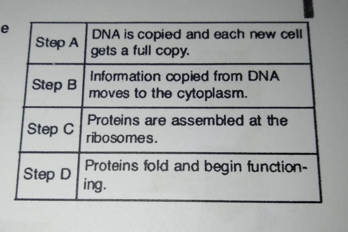 e
DNA is copied and each new cell
gets a full copy.
Step A
Information copied from DNA
moves to the cytoplasm.
Step B
Step C
Proteins are assembled at the
ribosomes.
Proteins fold and begin function-
ing.
Step D
