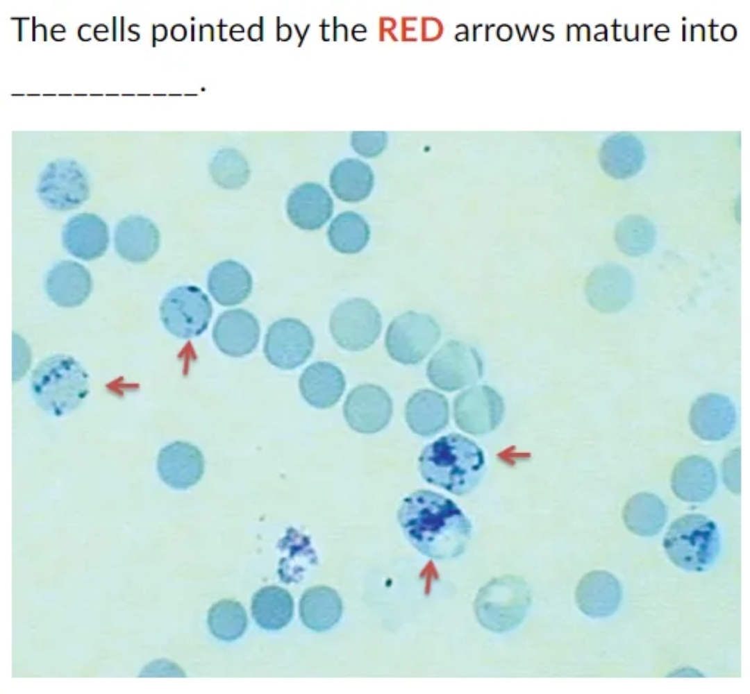 The cells pointed by the RED arrows mature into