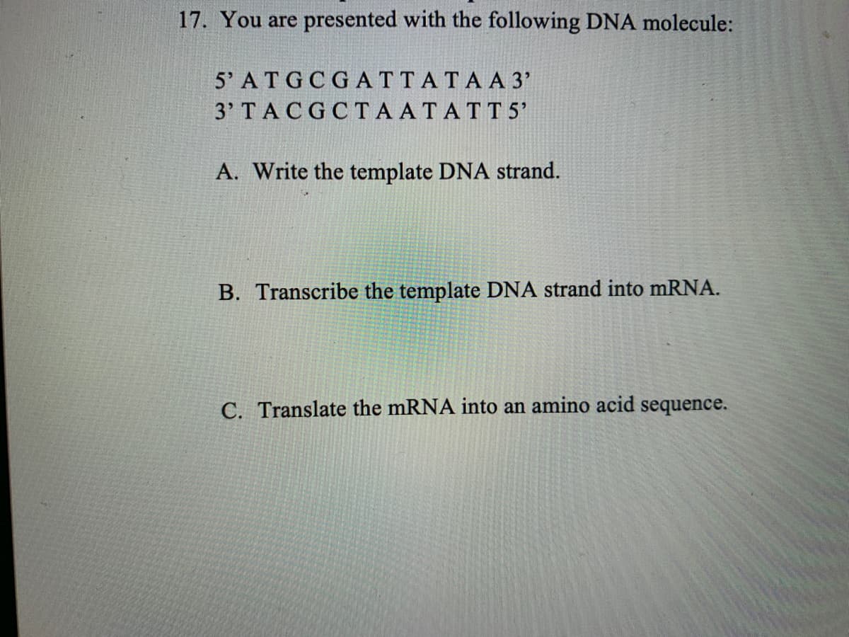 17. You are presented with the following DNA molecule:
5' ATGCGATTATAA 3'
3' TACGCTAATATT5'
A. Write the template DNA strand.
B. Transcribe the template DNA strand into mRNA.
C. Translate the mRNA into an amino acid sequence.
