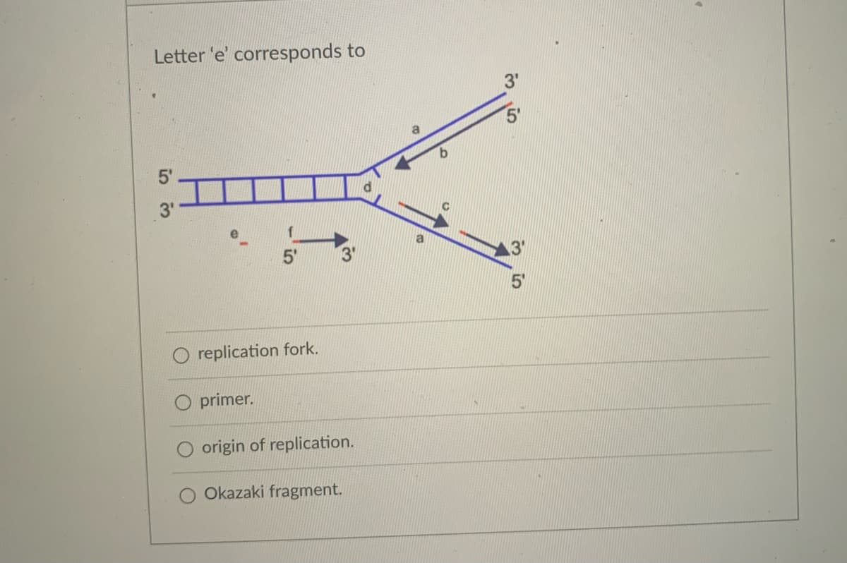 Letter 'e' corresponds to
5'
5'
5'
O replication fork.
primer.
origin of replication.
Okazaki fragment.
