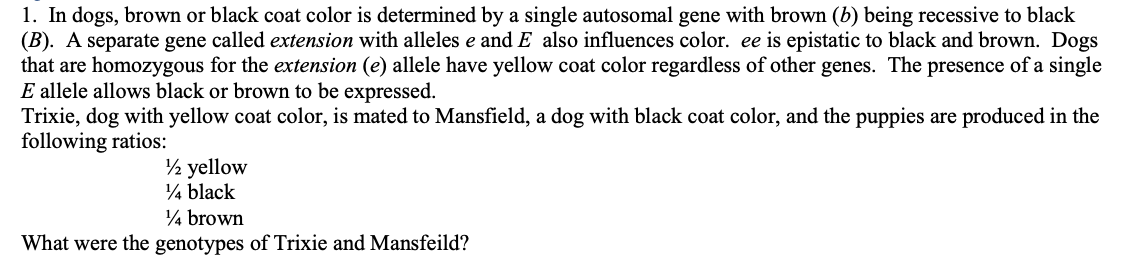 1. In dogs, brown or black coat color is determined by a single autosomal gene with brown (b) being recessive to black
(B). A separate gene called extension with alleles e and E also influences color. ee is epistatic black and brown. Dogs
that are homozygous for the extension (e) allele have yellow coat color regardless of other genes. The presence of a single
E allele allows black or brown to be expressed.
Trixie, dog with yellow coat color, is mated to Mansfield, a dog with black coat color, and the puppies are produced in the
following ratios:
½ yellow
14 black
1/4 brown
What were the genotypes of Trixie and Mansfeild?