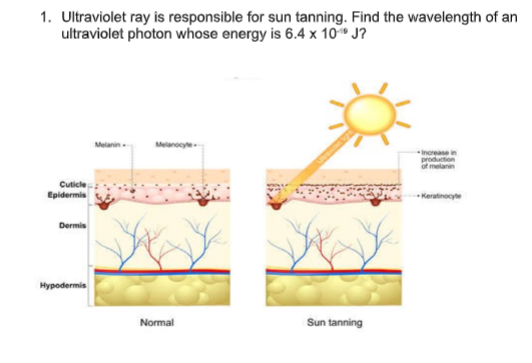 1. Ultraviolet ray is responsible for sun tanning. Find the wavelength of an
ultraviolet photon whose energy is 6.4 x 10 J?
Melanin
Melanocyle
Increase in
production
melanin
Cuticle
Epidermis
Keratinocye
Dermis
Hypodermis
Normal
Sun tanning
