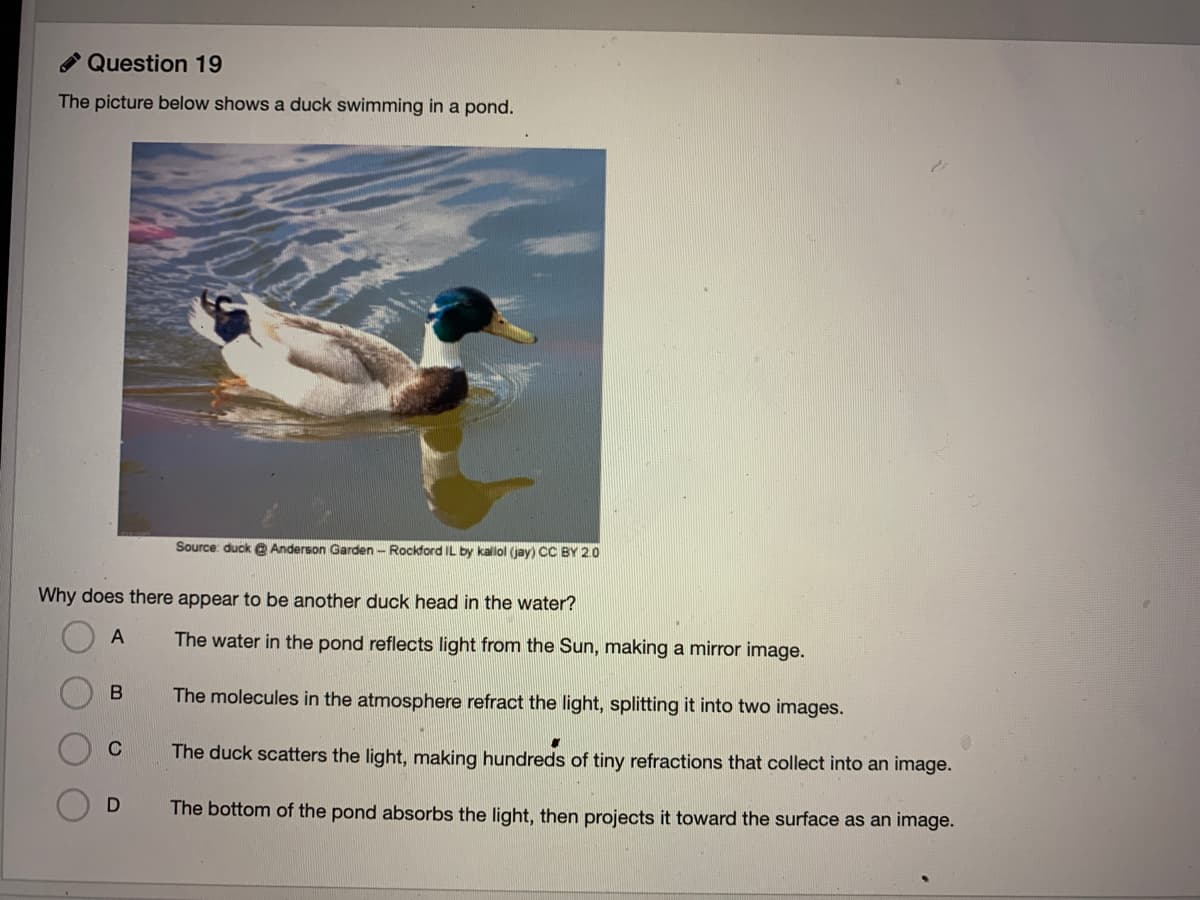 A Question 19
The picture below shows a duck swimming in a pond.
Source: duck Q Anderson Garden - Rockford IL by kallol (jay) CC BY 2.0
Why does there appear to be another duck head in the water?
The water in the pond reflects light from the Sun, making a mirror image.
В
The molecules in the atmosphere refract the light, splitting it into two images.
C
The duck scatters the light, making hundreds of tiny refractions that collect into an image.
The bottom of the pond absorbs the light, then projects it toward the surface as an image.
