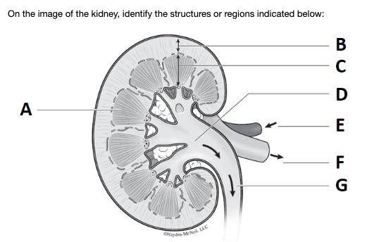 On the image of the kidney, identify the structures or regions indicated below:
B
D
A
