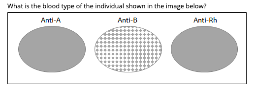 What is the blood type of the individual shown in the image below?
Anti-Rh
Anti-A
Anti-B
