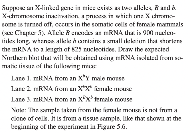 Suppose an X-linked gene in mice exists as two alleles, B and b.
X-chromosome inactivation, a process in which one X chromo-
some is turned off, occurs in the somatic cells of female mammals
(see Chapter 5). Allele B encodes an mRNA that is 900 nucleo-
tides long, whereas allele b contains a small deletion that shortens
the mRNA to a length of 825 nucleotides. Draw the expected
Northern blot that will be obtained using mRNA isolated from so-
matic tissue of the following mice:
Lane 1. mRNA from an XºY male mouse
Lane 2. mRNA from an XX¹ female mouse
Lane 3. mRNA from an XBX¹ female mouse
Note: The sample taken from the female mouse is not from a
clone of cells. It is from a tissue sample, like that shown at the
beginning of the experiment in Figure 5.6.