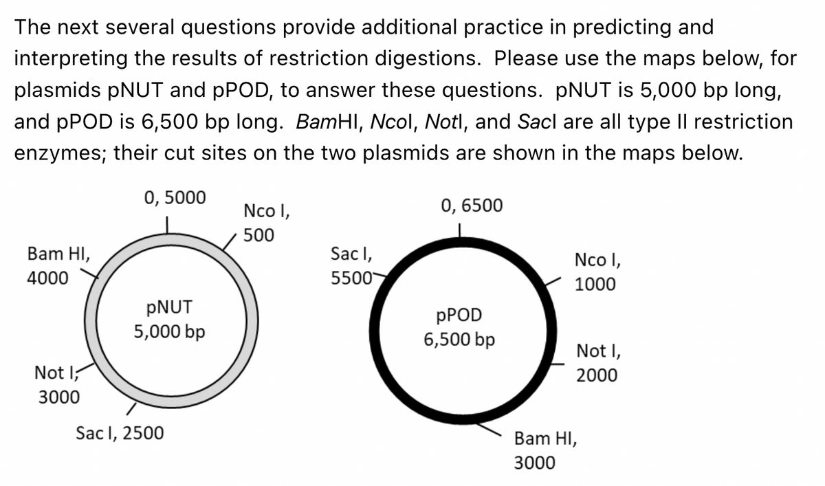 The next several questions provide additional practice in predicting and
interpreting the results of restriction digestions. Please use the maps below, for
plasmids pNUT and pPOD, to answer these questions. pNUT is 5,000 bp long,
and pPOD is 6,500 bp long. BamHI, Ncol, Notl, and Sacl are all type II restriction
enzymes; their cut sites on the two plasmids are shown in the maps below.
0, 5000
Bam HI,
4000
Not I
3000
pNUT
5,000 bp
Sac I, 2500
Nco I,
500
Sac I,
5500
0, 6500
pPOD
6,500 bp
Nco I,
1000
Not I,
2000
Bam HI,
3000