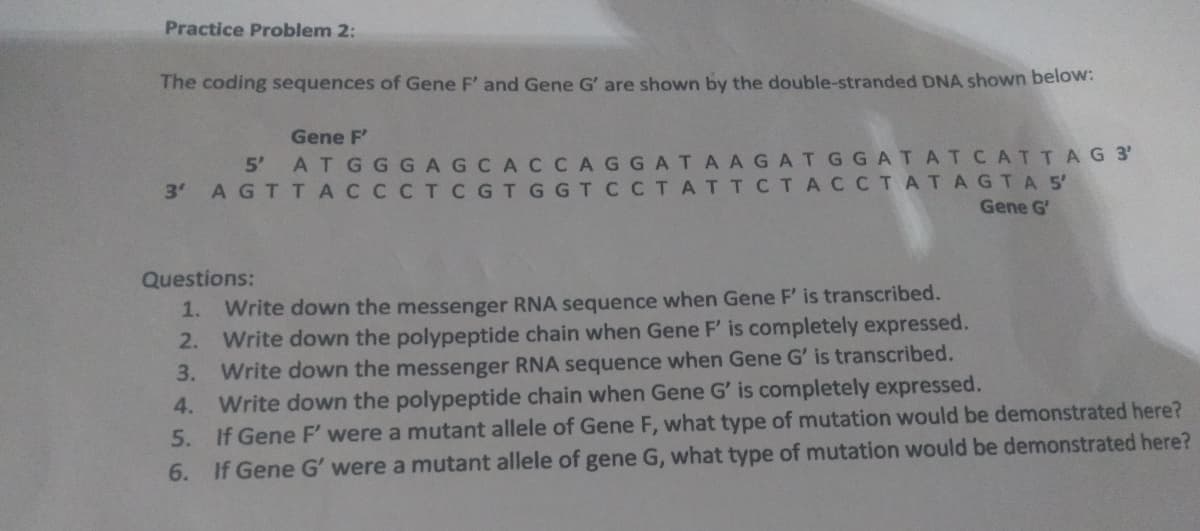 Practice Problem 2:
The coding sequences of Gene F' and Gene G' are shown by the double-stranded DNA shown below:
Gene F
5' ATGGGAGCACCAGGATAAGATGGATATCATTAG3'
3' AGT TACCCTCGTGGTC CTATTCTA CCTATAGTA 5'
Gene G'
Questions:
1. Write down the messenger RNA sequence when Gene F' is transcribed.
Write down the polypeptide chain when Gene F' is completely expressed.
3. Write down the messenger RNA sequence when Gene G' is transcribed.
4. Write down the polypeptide chain when Gene G' is completely expressed.
5. If Gene F' were a mutant allele of Gene F, what type of mutation would be demonstrated here?
2.
6. If Gene G' were a mutant allele of gene G, what type of mutation would be demonstrated here?
