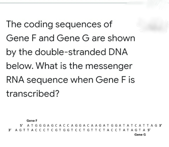 The coding sequences of
Gene F and Gene G are shown
by the double-stranded DNA
below. What is the messenger
RNA sequence when Gene F is
transcribed?
Gene F
5' ATGGGAGCACCAGGACAAGATG GATATCATTAG 3'
3' AGTTAC CCTCGT GGTCCTGTTCTACCTATAGTAS
Gene G
