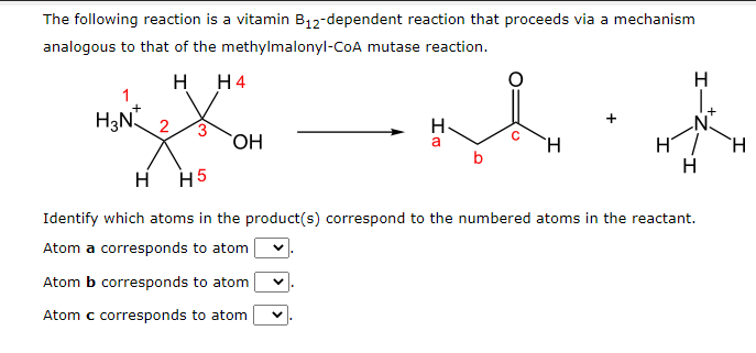 The following reaction is a vitamin B12-dependent reaction that proceeds via a mechanism
analogous to that of the methylmalonyl-CoA mutase reaction.
H
Н4
H
1
H3N 2
H
`H
H
HO
b
H H5
Identify which atoms in the product(s) correspond to the numbered atoms in the reactant.
Atom a corresponds to atom
Atom b corresponds to atom
Atom c corresponds to atom
